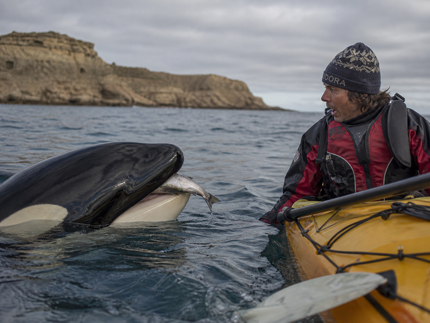 Cuando una orca te ofrece un pez